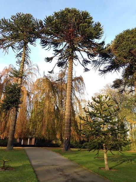 Araucaria araucana en Sewerby Hall and Gardens