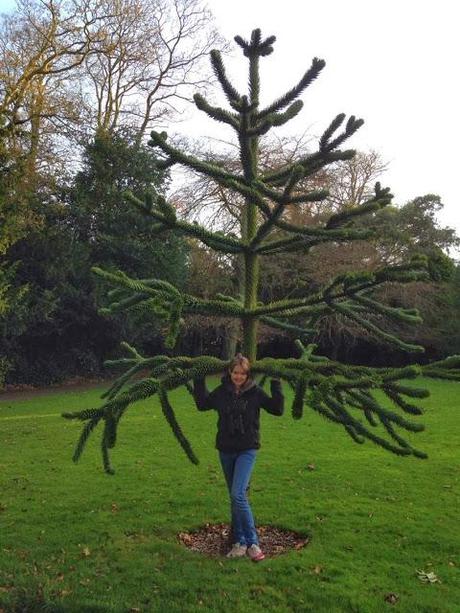 Araucaria araucana en Sewerby Hall and Gardens