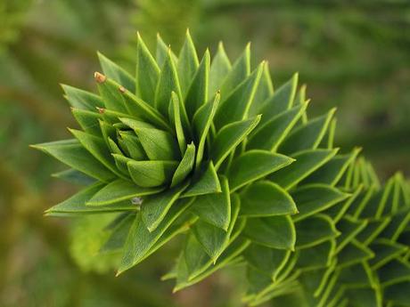 Araucaria araucana en Sewerby Hall and Gardens