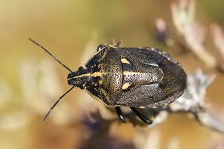 Para ampliar Jalla dumosa (Linnaeus, 1758) hacer clic