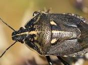 Jalla dumosa (Linnaeus, 1758)