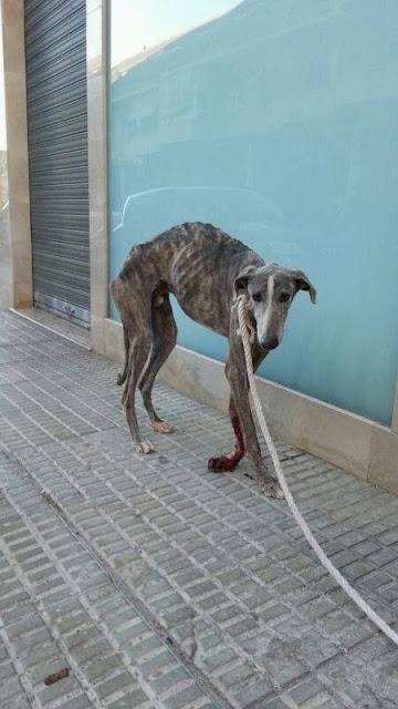 MUY URGENTE, GALGO CON LA PATA DESTROZADA!! PERRERA DE HELLÍN.