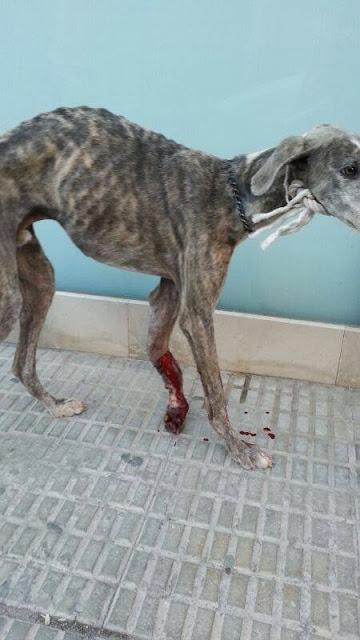 MUY URGENTE, GALGO CON LA PATA DESTROZADA!! PERRERA DE HELLÍN.