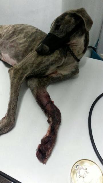 MUY URGENTE, GALGO CON LA PATA DESTROZADA!! PERRERA DE HELLÍN.