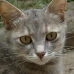 Diarrea en los gatos