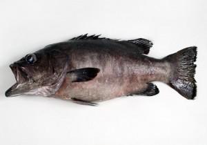 Pescado de consumo habitual: Pescado semigraso Mero