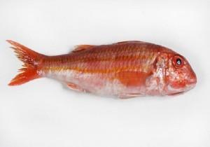 Pescado de consumo habitual: Pescado semigraso Salmonete