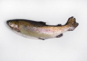 Pescado de consumo habitual: Pescado semigraso Trucha