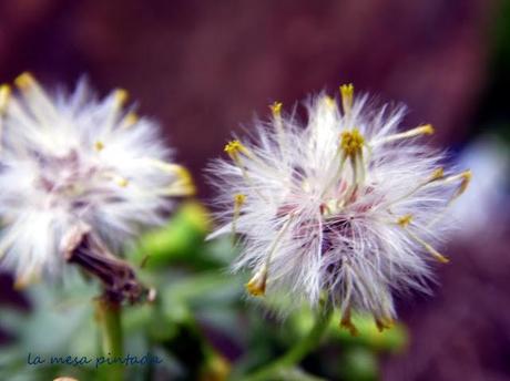 Macro del día - Un paseo por el bosque