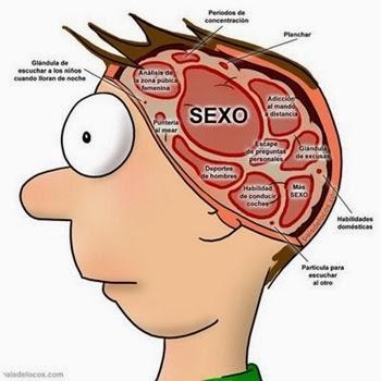cerebro-masculino