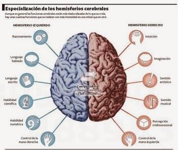 cerebro cerebro