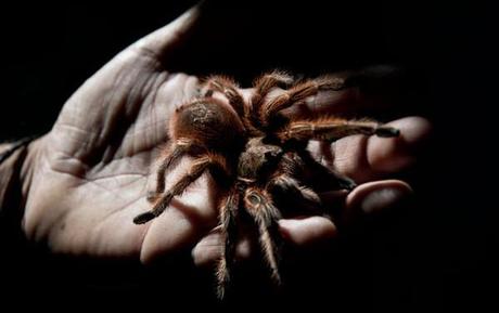 Soñar con arañas. ¿Pesadilla o buen augurio? soñar con tarántula