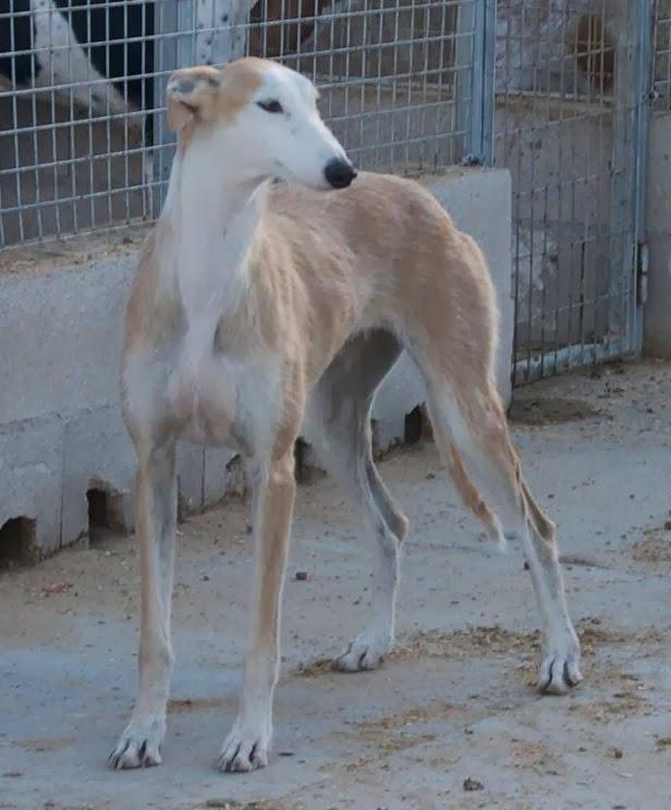 EMMA, PRECIOSA GALGA, NECESITA ACOGIDA O ADOPCIÓN!! (CUENCA)