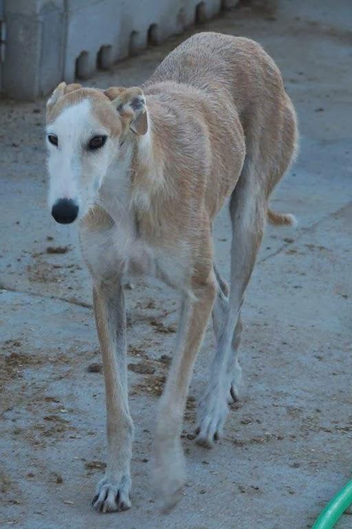 EMMA, PRECIOSA GALGA, NECESITA ACOGIDA O ADOPCIÓN!! (CUENCA)