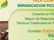 Poda tala árboles palmeras valencia