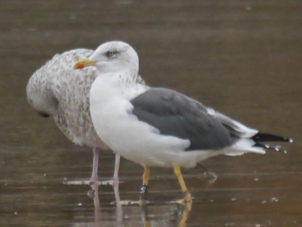 Algunas gaviotas anilladas (1)