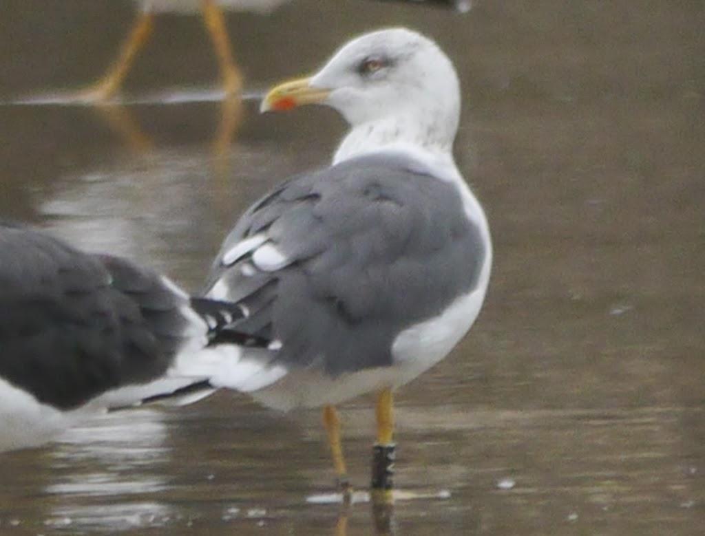 Algunas gaviotas anilladas (1)