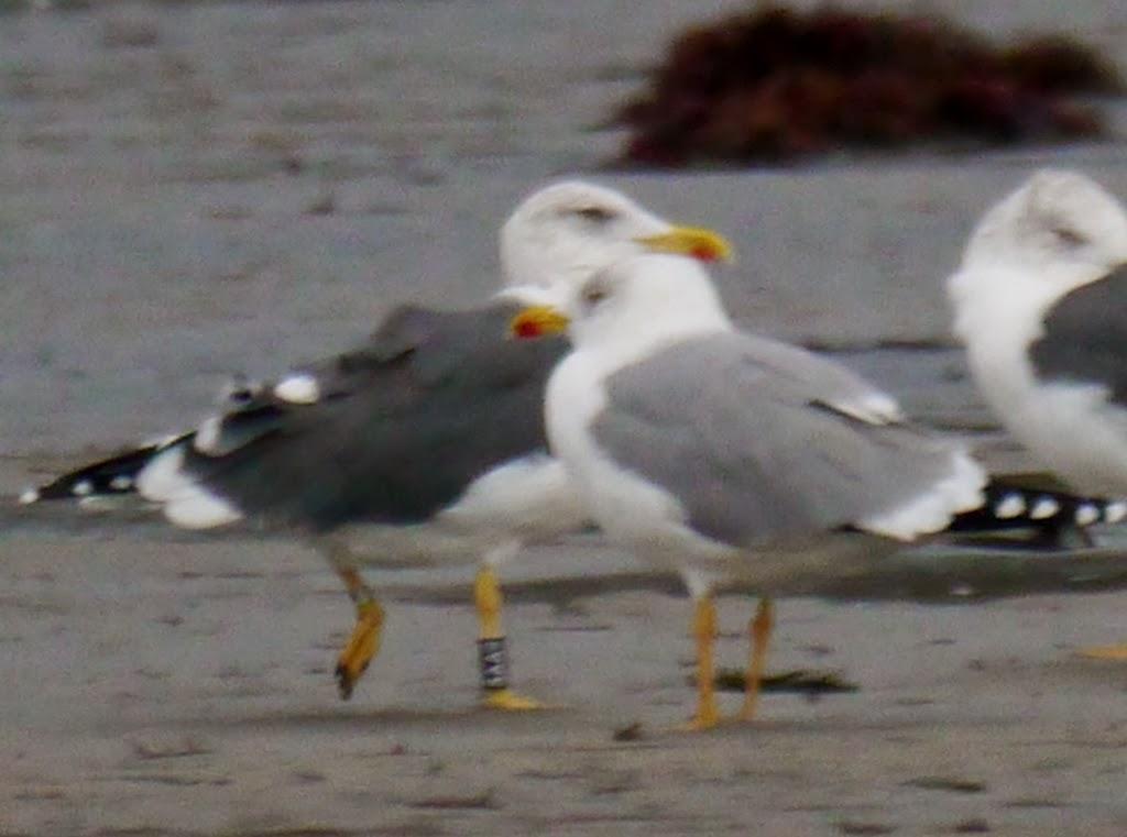 Algunas gaviotas anilladas (1)