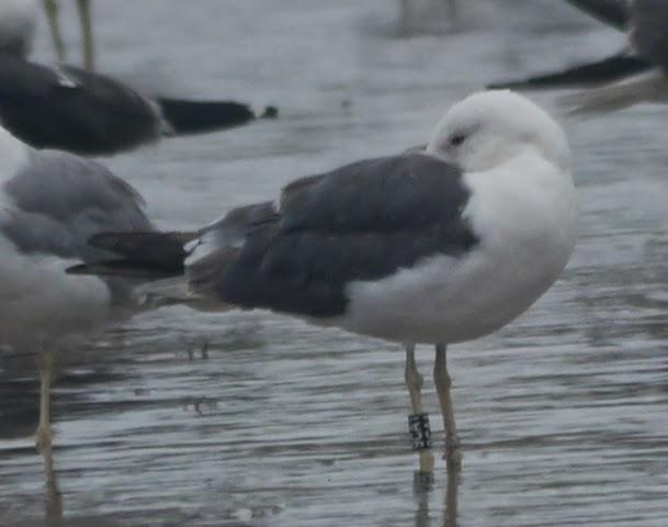 Algunas gaviotas anilladas (1)