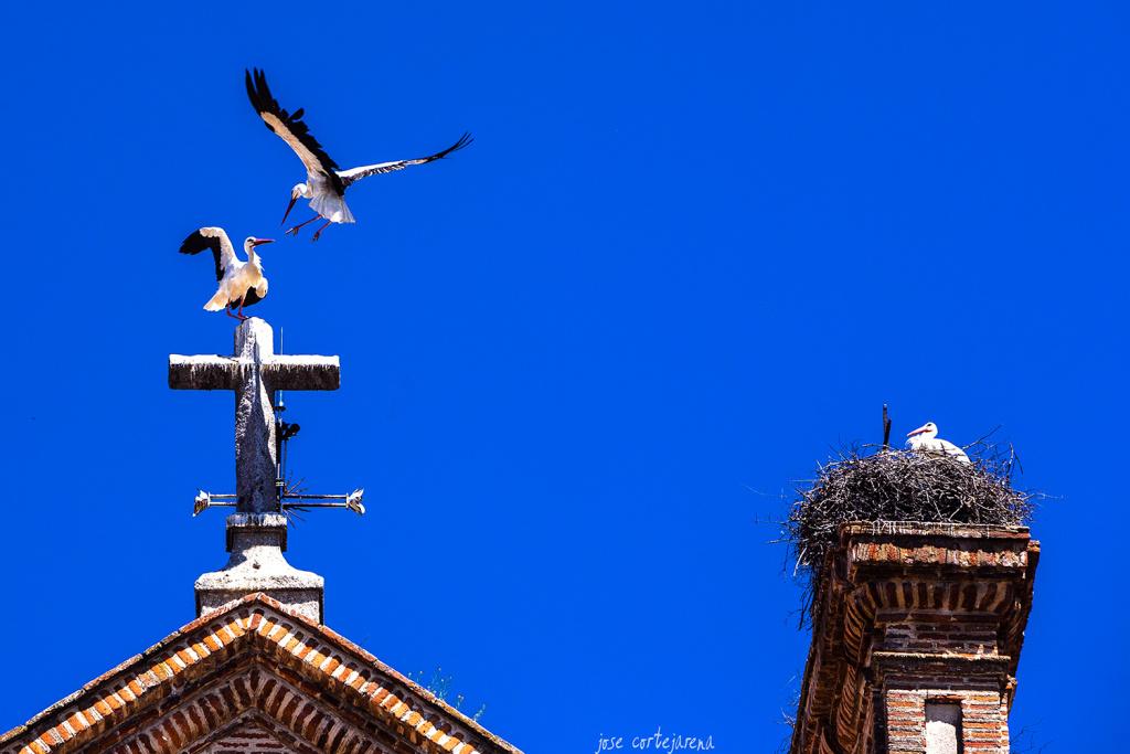 cigüeñas de boadilla copia
