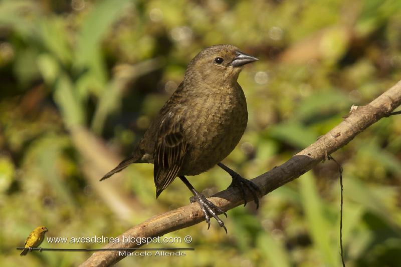 Varillero congo (Chestnut-capped Blackbird) Agelaius ruficapillus ♀