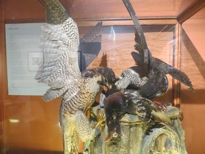 El oficio de la taxidermia