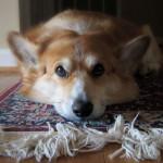 cómo limpiar la orina de tu mascota en la alfombra
