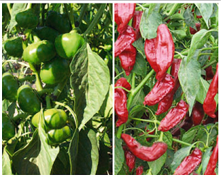 La Pastora La Pastora