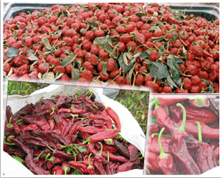 La Pastora La Pastora