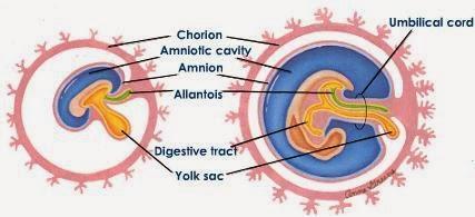 Formación del disco trilaminar germinativo