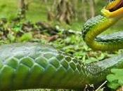 Desarrollar inteligencia