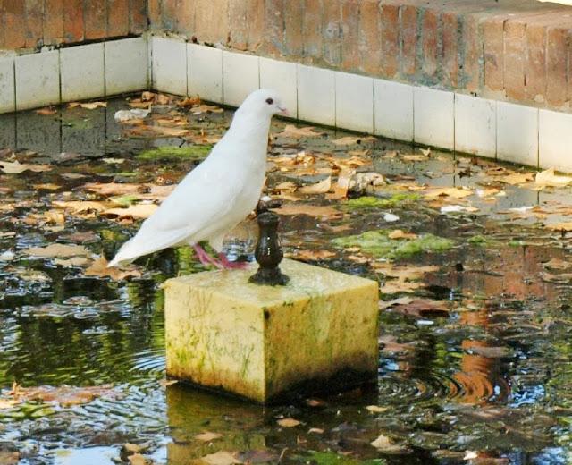 Los Jardines de la Reina Cristina (5): la Glorieta de Manuel Altolaguirre.