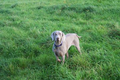 Explora nuevas vías de comunicación con tu perro