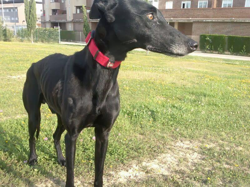 RICHI, PRECIOSO GALGO EN ADOPCIÓN. (ZARAGOZA)