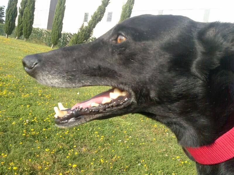 RICHI, PRECIOSO GALGO EN ADOPCIÓN. (ZARAGOZA)