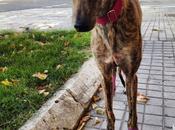 LISA, jovenzuela adopción. (Madrid)