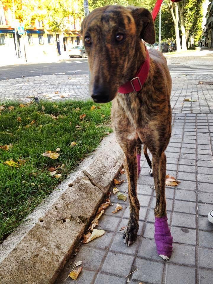 LISA, una jovenzuela en adopción. (Madrid)