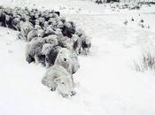 pastor ovejas furor Twitter