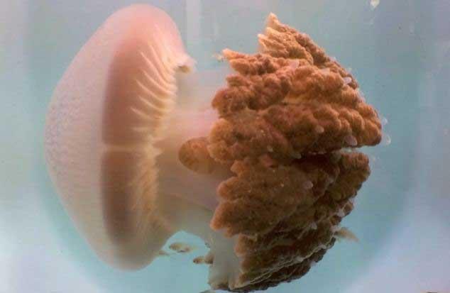 medusa Crambione cookii