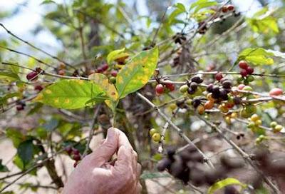 La Roya  del Cafeto hace estragos en Zona Alta  de Morán y Portuguesa