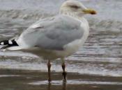 Algunas gaviotas anilladas