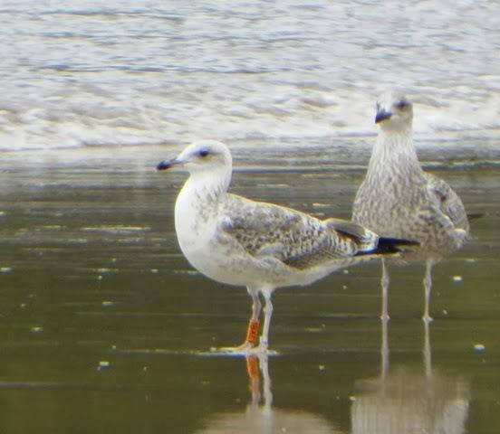 Algunas gaviotas anilladas (2)