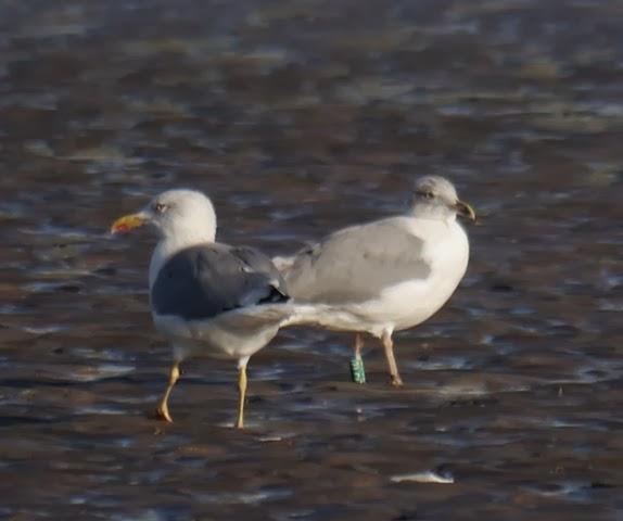 Algunas gaviotas anilladas (2)