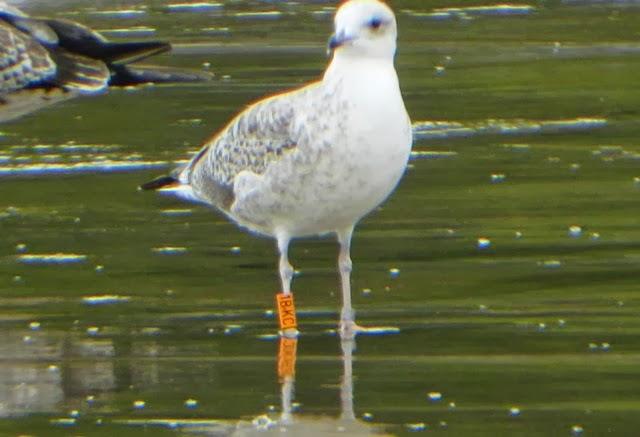 Algunas gaviotas anilladas (2)