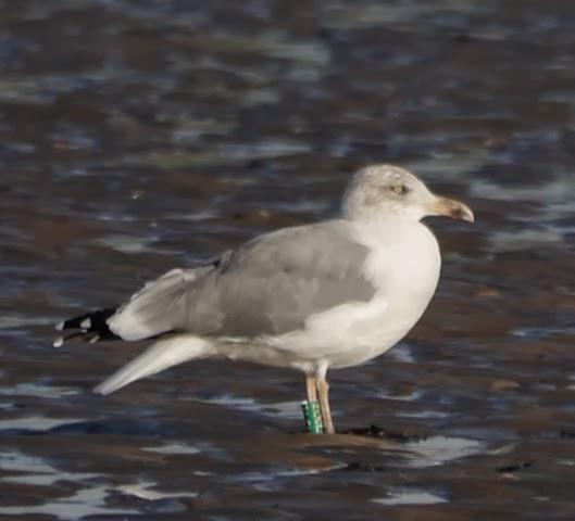 Algunas gaviotas anilladas (2)