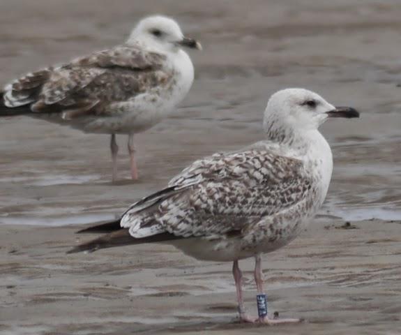 Algunas gaviotas anilladas (2)