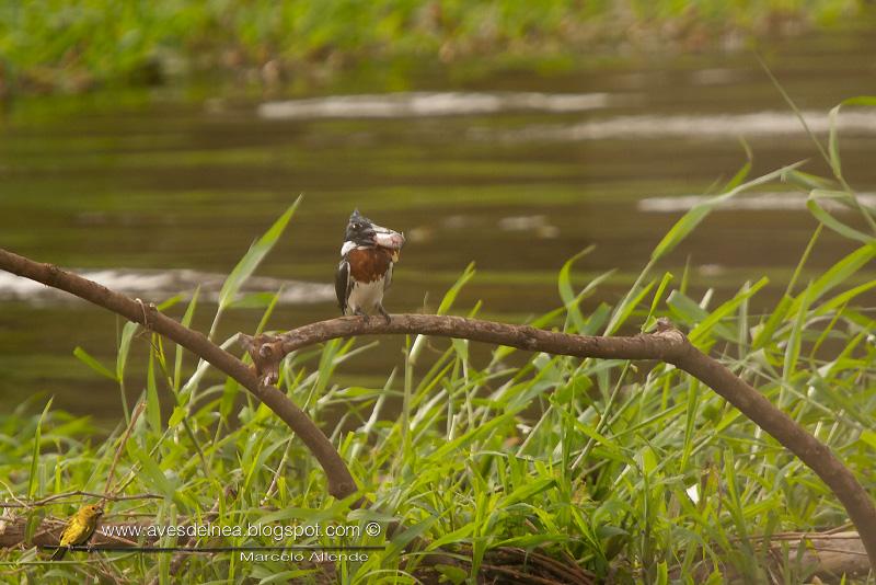 Martín pescador chico (Green kingfisher) Chloroceryle americana ♂