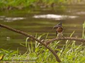 Martín pescador chico (Green kingfisher) Chloroceryle americana