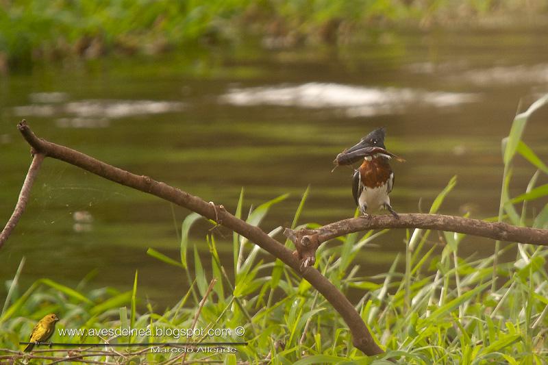 Martín pescador chico (Green kingfisher) Chloroceryle americana ♂