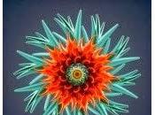 Nuevo blog- duraznos rellenos merengados